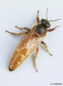 怎样知道处女王是否健康？怎样避免伤害处女王？