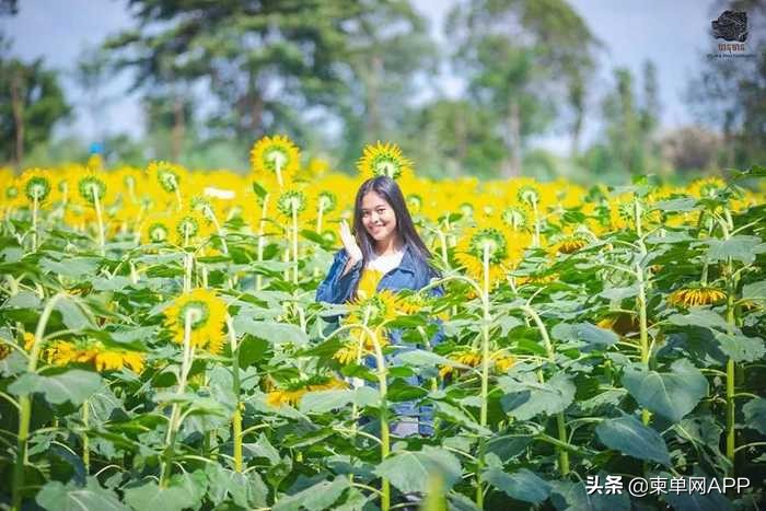 柬埔寨波贝不止有“菠菜”，还有美女和花海