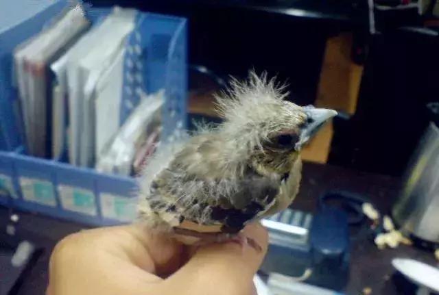 黑尾蜡嘴能独自一只养吗,黑尾蜡嘴驯养