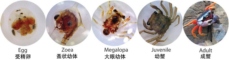 关于螃蟹的科普知识点,螃蟹的种类知识