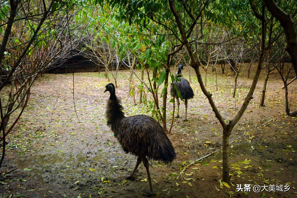 农民养两千余只土鸡变飞鸡,中国深山养殖5亿只鸡视频