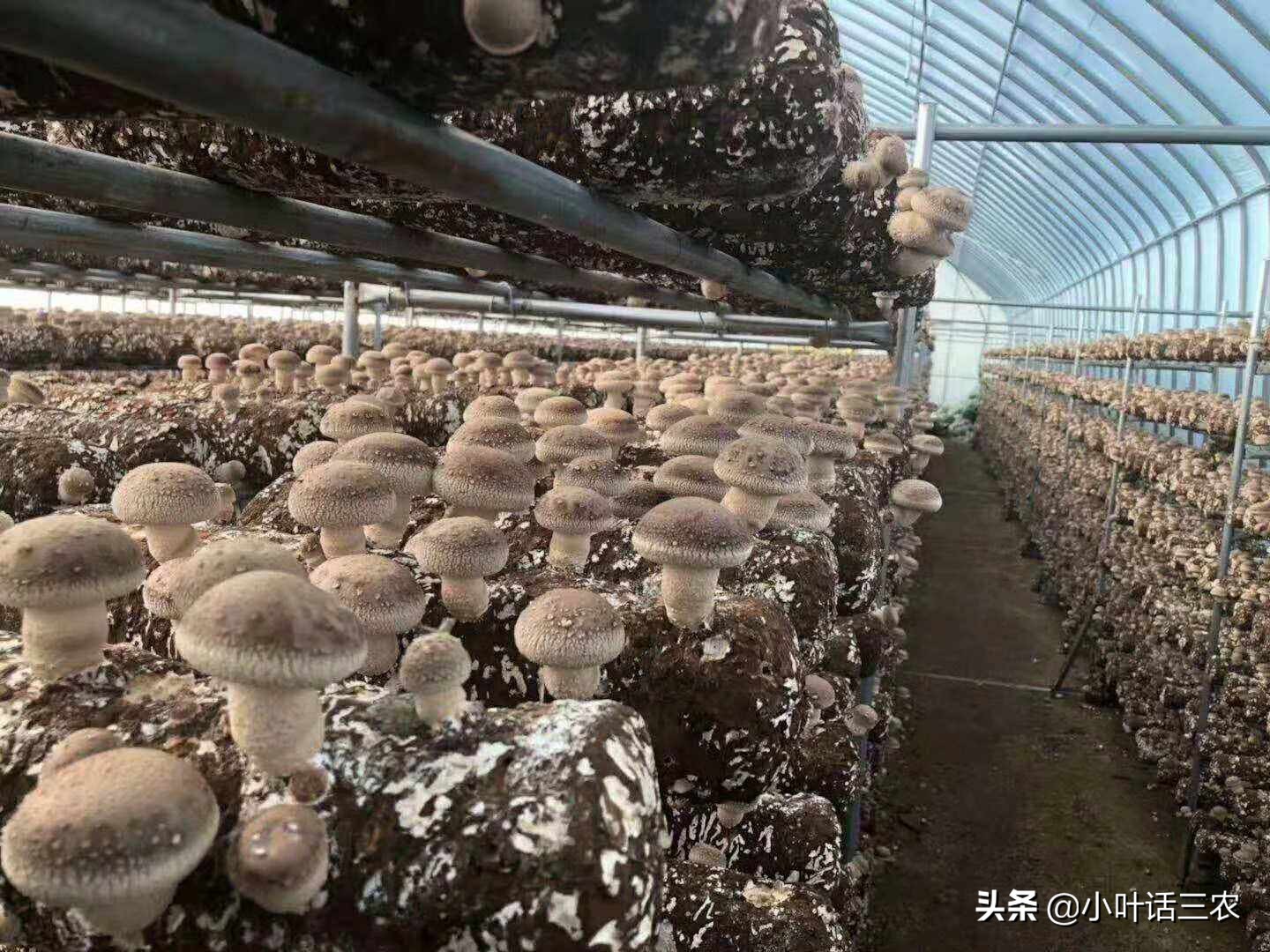 投资扶贫有回报吗,扶贫产业项目大全