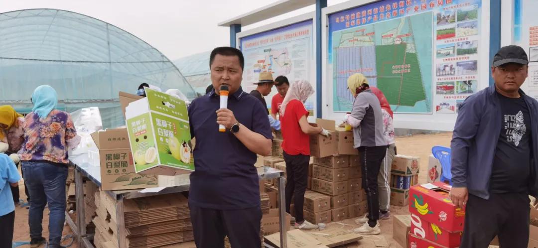 黑柳白梨脆,黑柳子白梨脆甜瓜直播