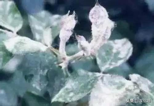 家庭防治虫害的最佳方法,自制蔬菜种植除虫小妙招