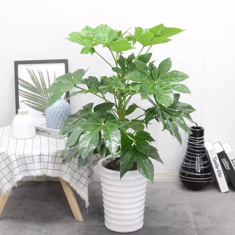 室内养的吸毒植物,20种吸毒花除甲醛