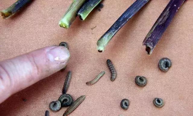 氯氰甲维盐能杀哪些虫效果好,甲维盐氯氰菊酯能打什么虫