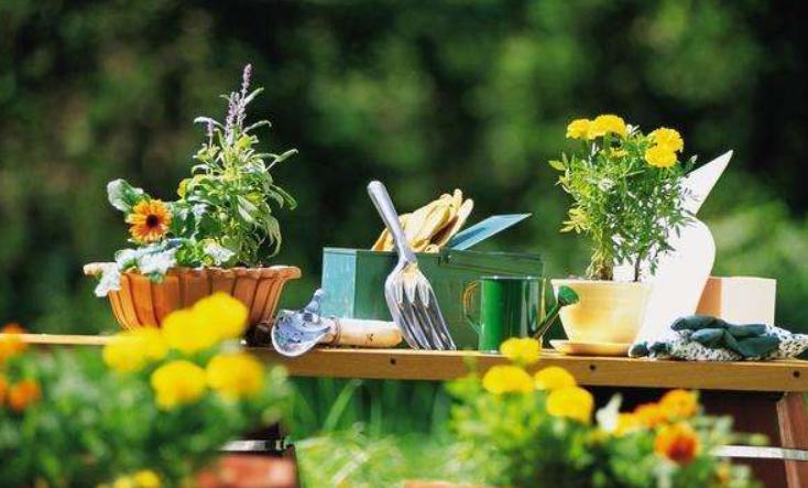 养花的小窍门是什么呢,养花只需要一招