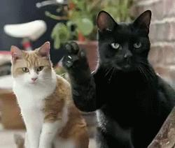 新手养猫适合养什么猫便宜,没钱养猫真的不能养吗