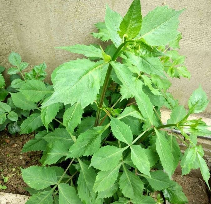 大丽花怎么种植,大丽花地栽种球的种植方法