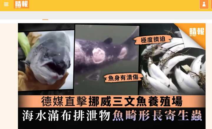 日本三文鱼寄生虫感染,三文鱼寄生虫能杀死吗