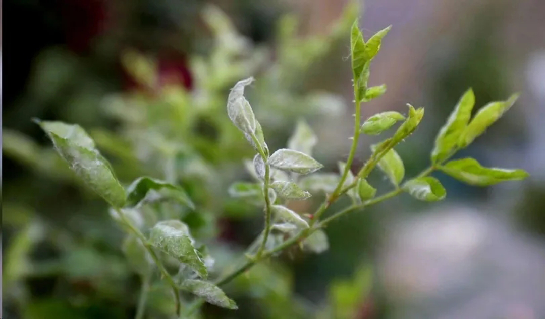 月季叶子焦卷变脆怎么办,月季叶子向下微卷摸着有点焦