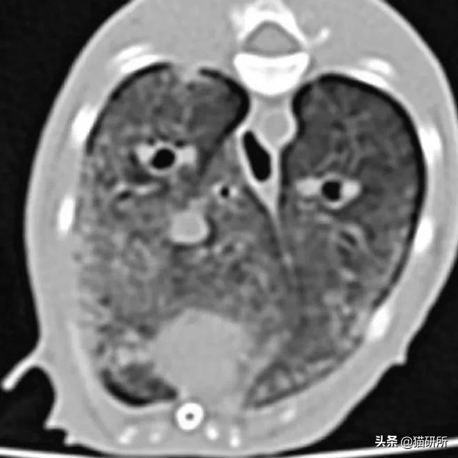 猫咪容易生病补充什么维生素,猫咪维生素a中毒症状是什么