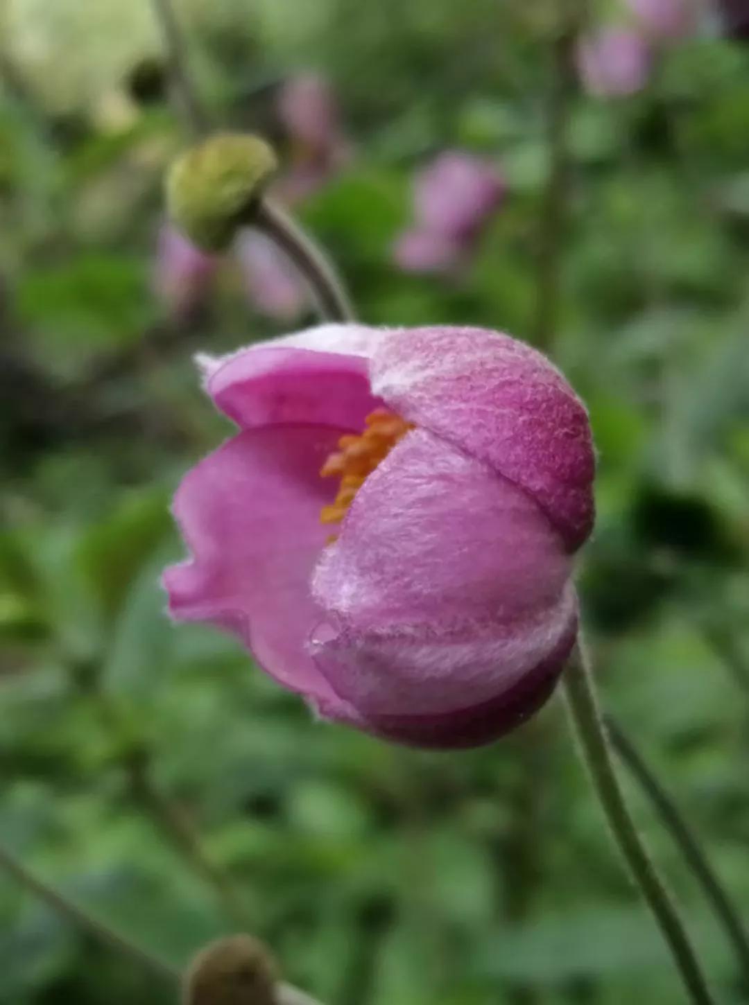 我读秋天的怀念有感,秋天的怀念原文