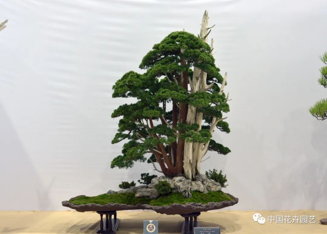 2021第三届中国盆景展,盆景展览会精品展