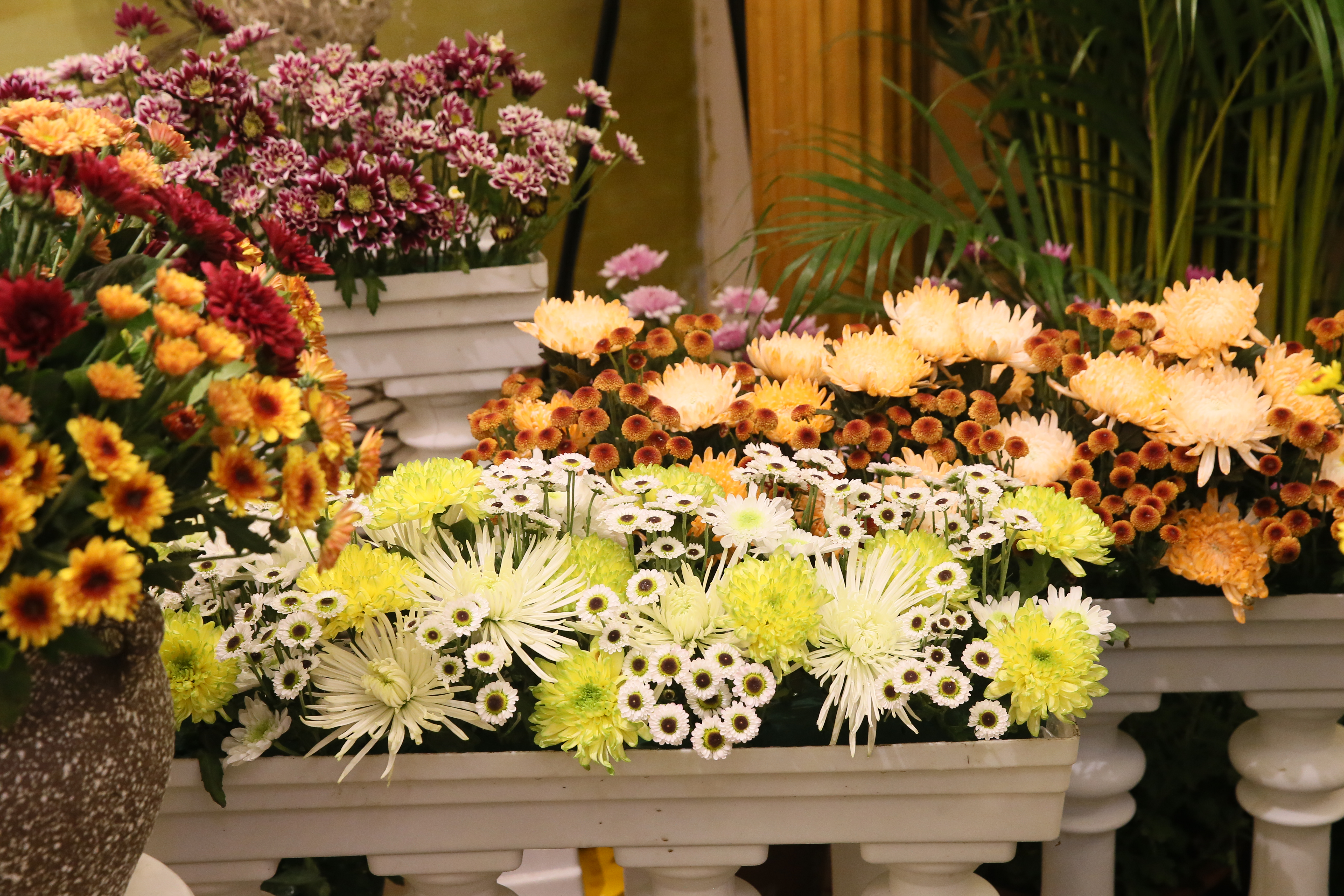 带你看开封清明上河园的菊花展,开封第41届菊花文化节清明上河园