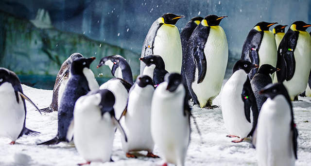 珠海长隆海洋王国游玩1天攻略,珠海长隆海洋王国1天游玩攻略