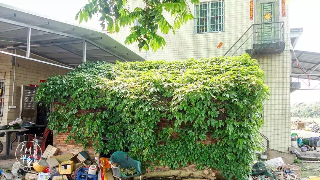 广州隐世峡谷游玩攻略,广州要坐船才能登的小岛