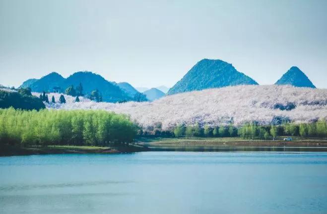 世界最大的樱花园,世界最大的樱花园在贵州吗