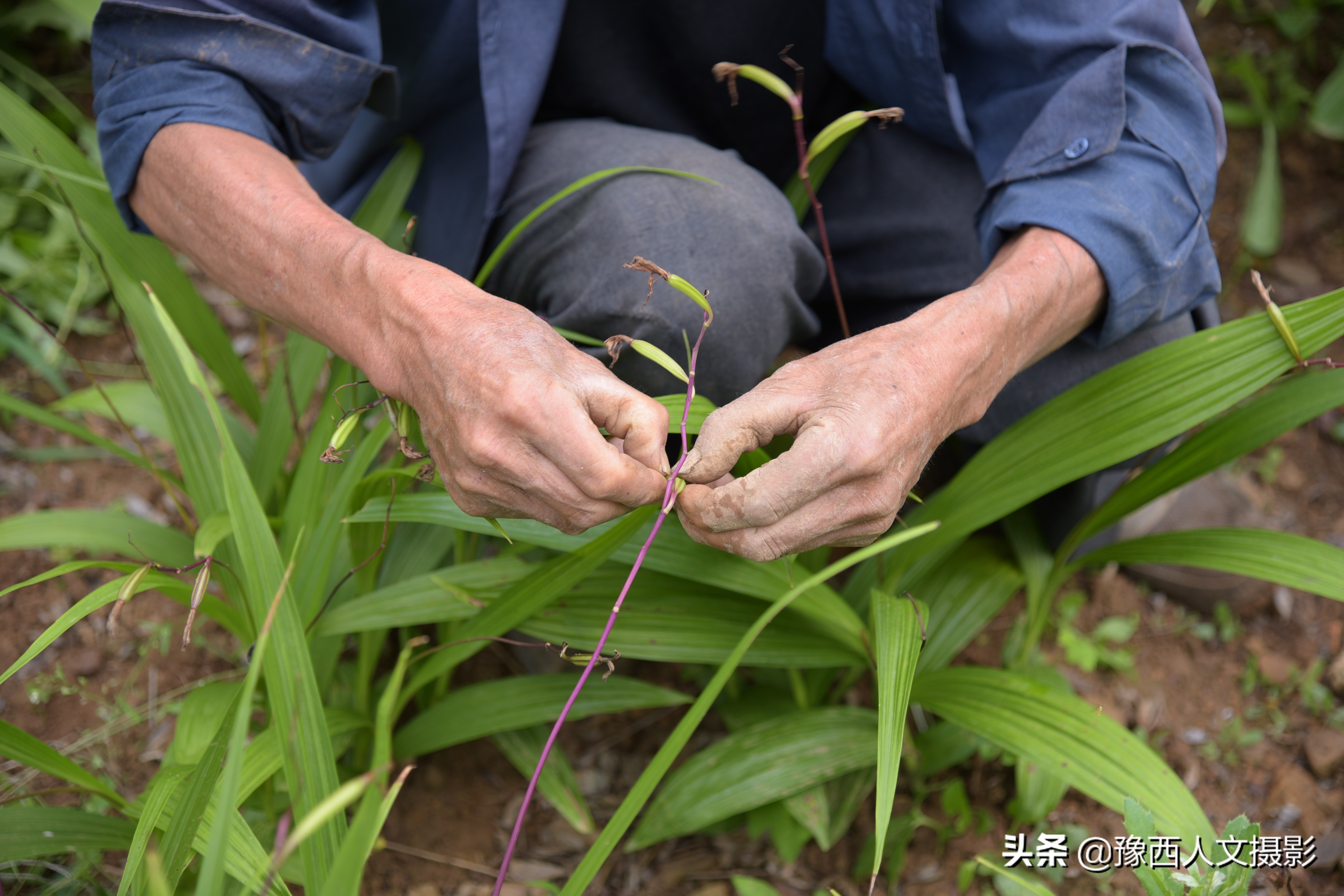 山里大叔4年前发现商机，庄稼地改种暴利药材，结果收购价格跳崖