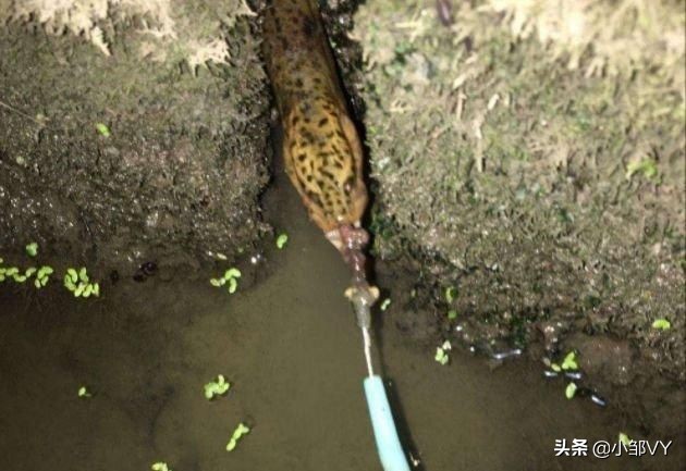 钓黄鳝老是脱钩什么原因,怎样钓黄鳝上钩快且不会脱钩