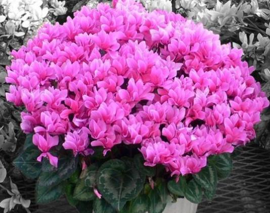 夏季怎么养仙客来能开花,家庭养仙客来注意事项