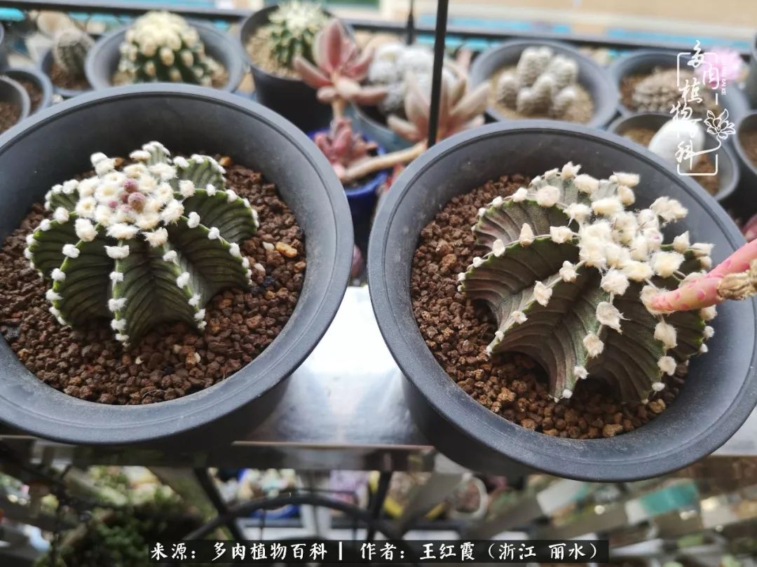 仙人球春天露养条件,仙人球露养条件