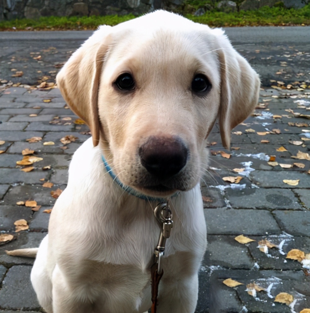 拉布拉多身体发抖是怎么办,拉布拉多总是发抖怎么回事