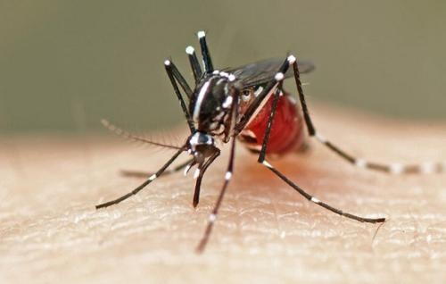 端午节怎么避毒,端午节需要注意的事项