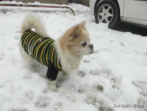 狗狗呕吐白色粘液是急性肠胃炎吗,狗狗吐黄水就是胰腺炎吗