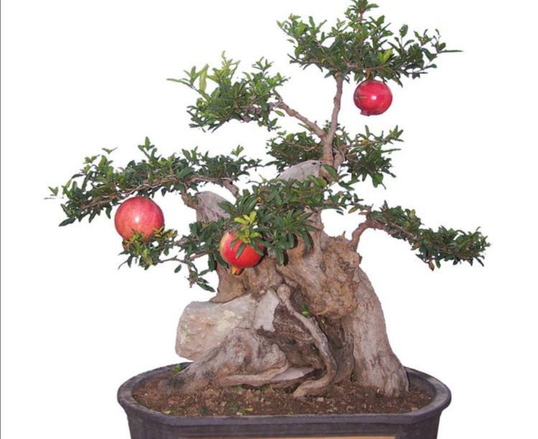 养盆栽石榴记住这几个技巧,石榴盆景养殖方法和注意事项