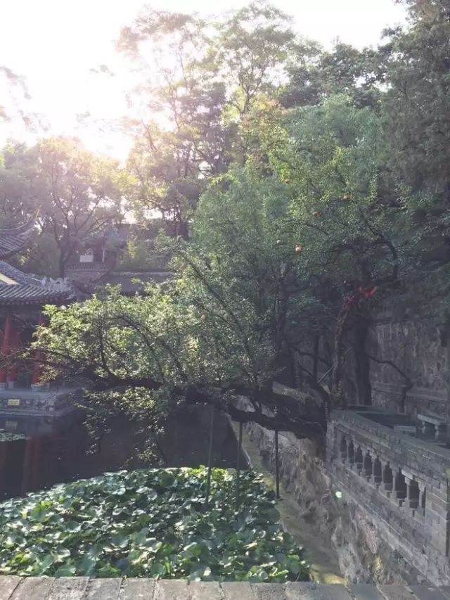 庭院栽树的讲究和忌讳,庭院种哪些树对庭院风水有利