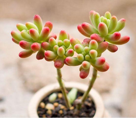 最全多肉图鉴大全,图鉴植物