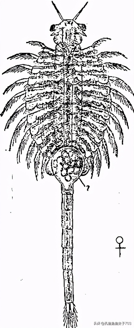 丰年知识分享,丰年虾幼虫讲解