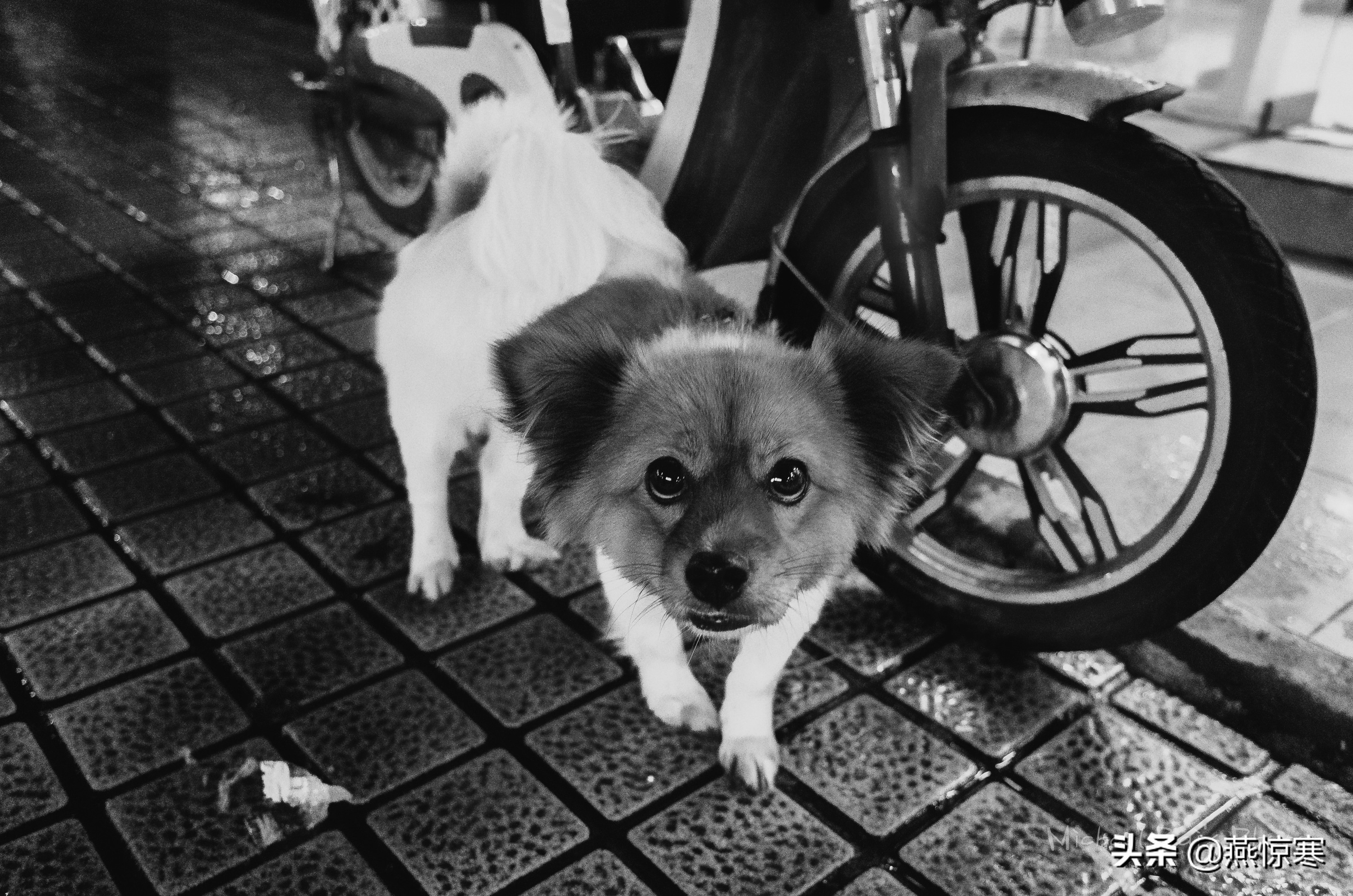 说说你用的相机,理光镜头和宾得通用吗