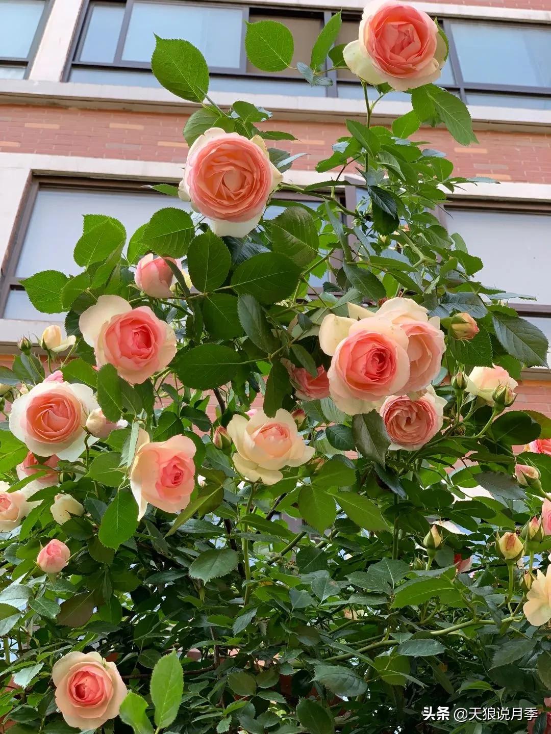 月季春季第一波花要不要剪,月季春季第一波花开后嫁接