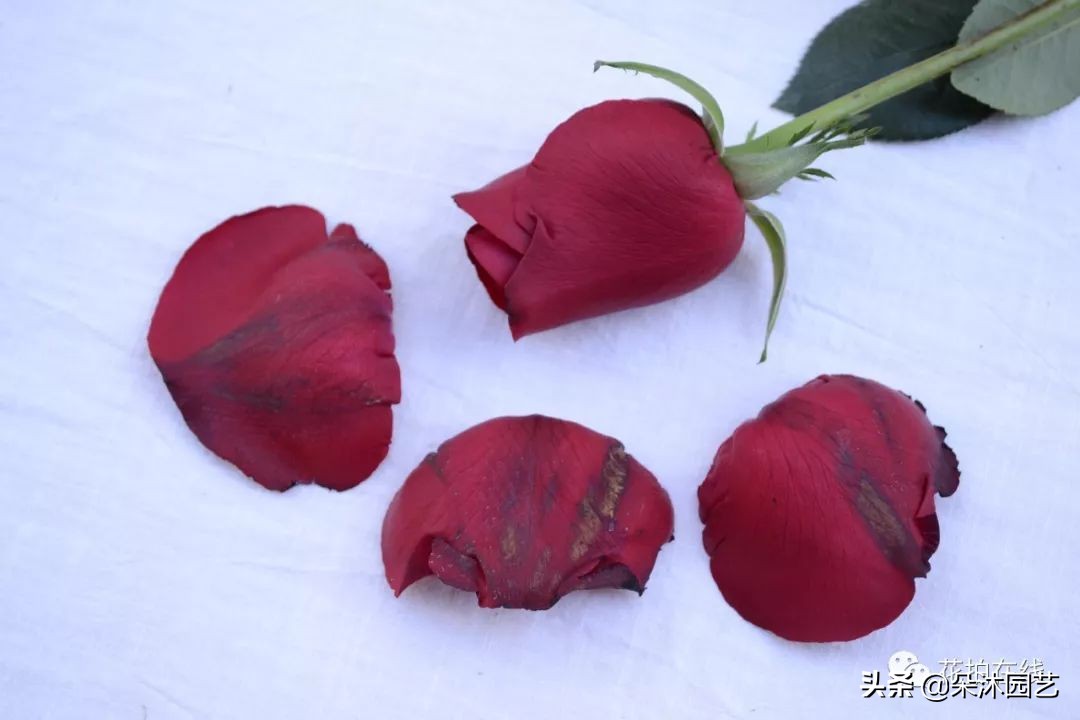 科普|别再吐槽啦，玫瑰不“新鲜”才是正常的！那叫保护瓣儿~