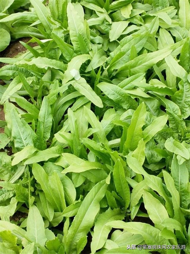 白河湾徐军虎农家院,白河湾徐春宝农家院