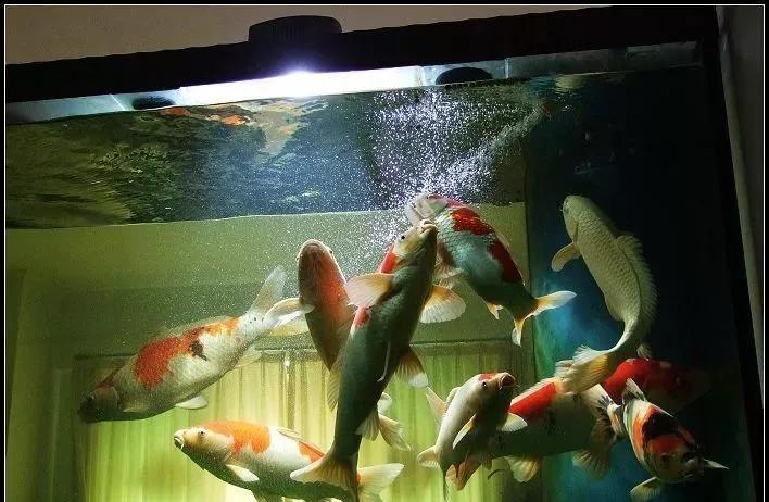 缸养锦鲤经济实惠,缸养锦鲤建议