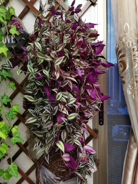 散发清香的易养花卉植物,观叶植物盆栽大全图