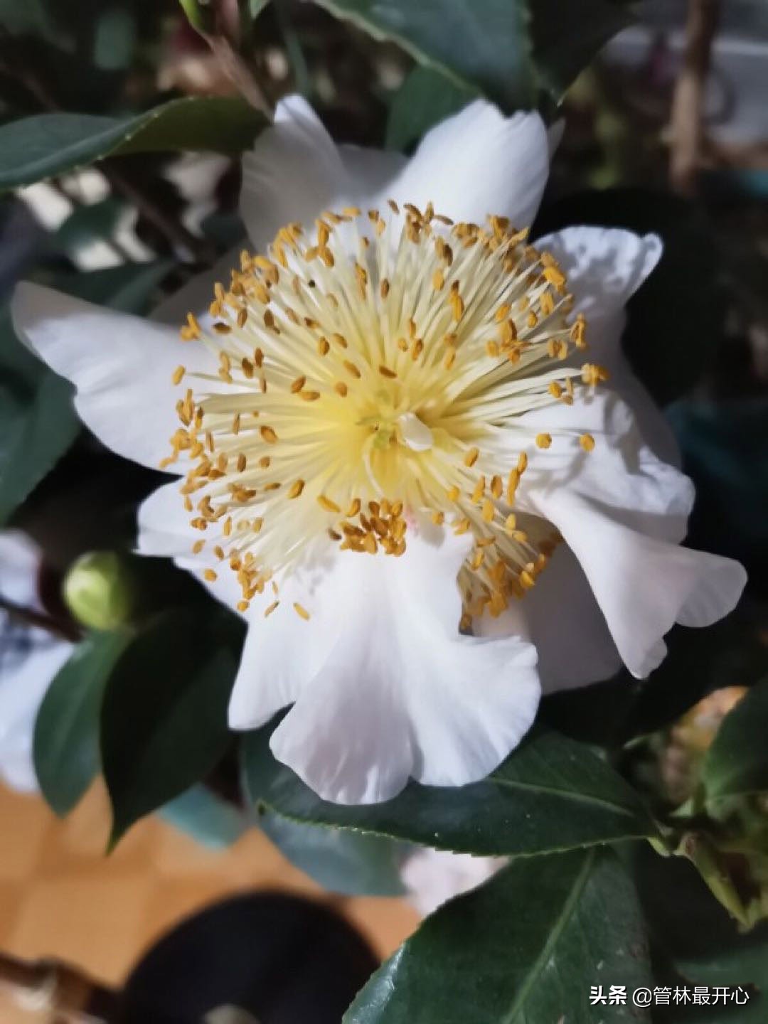 山茶花也叫什么花,山茶花又叫曼陀罗