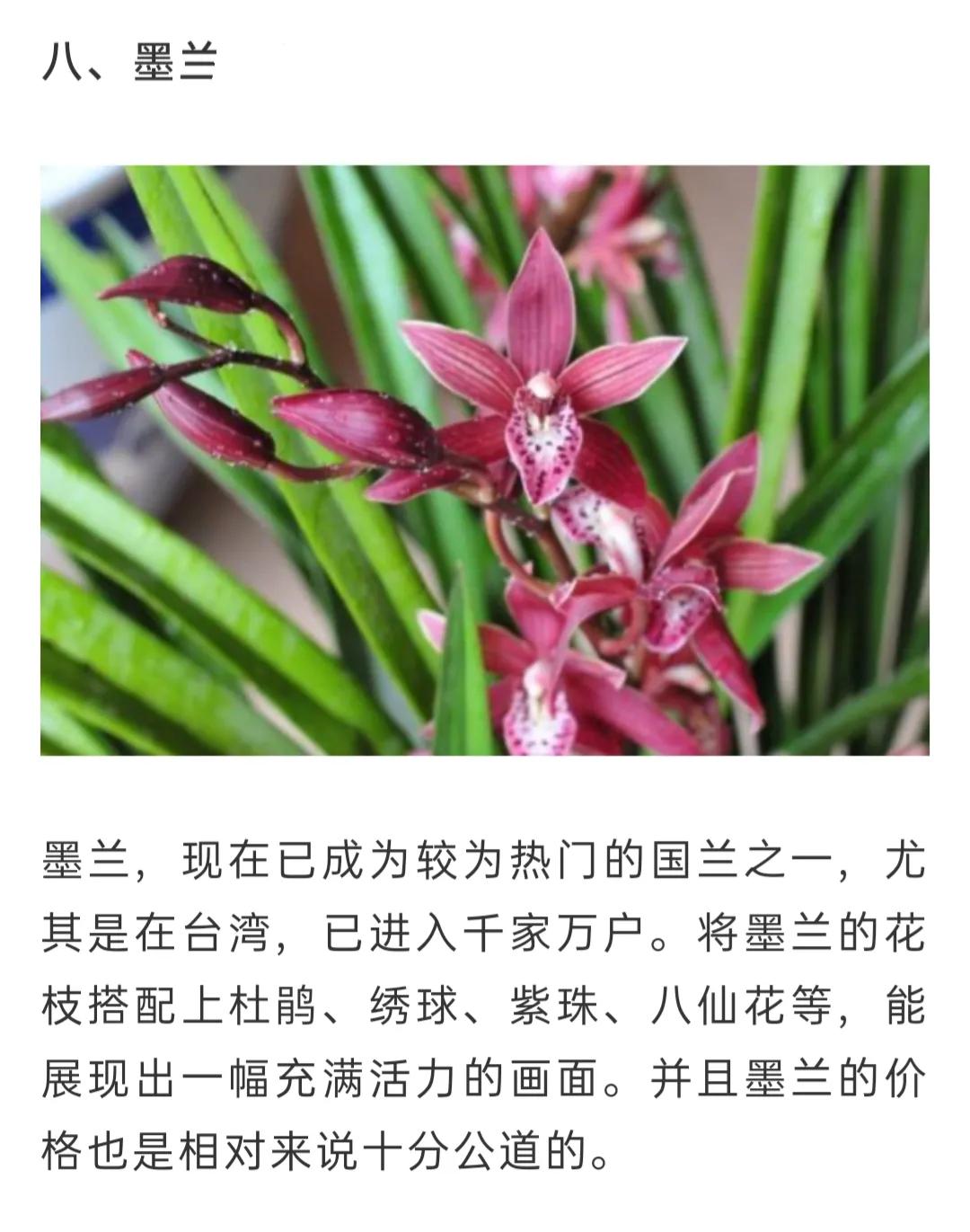 兰花简单介绍,兰花介绍资料大全视频