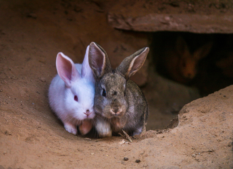 养殖兔兔用什么补钙最好,养兔基本常用的营养药物