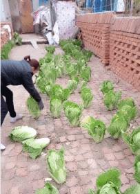 12306为什么老是掉号,12306又崩了吗