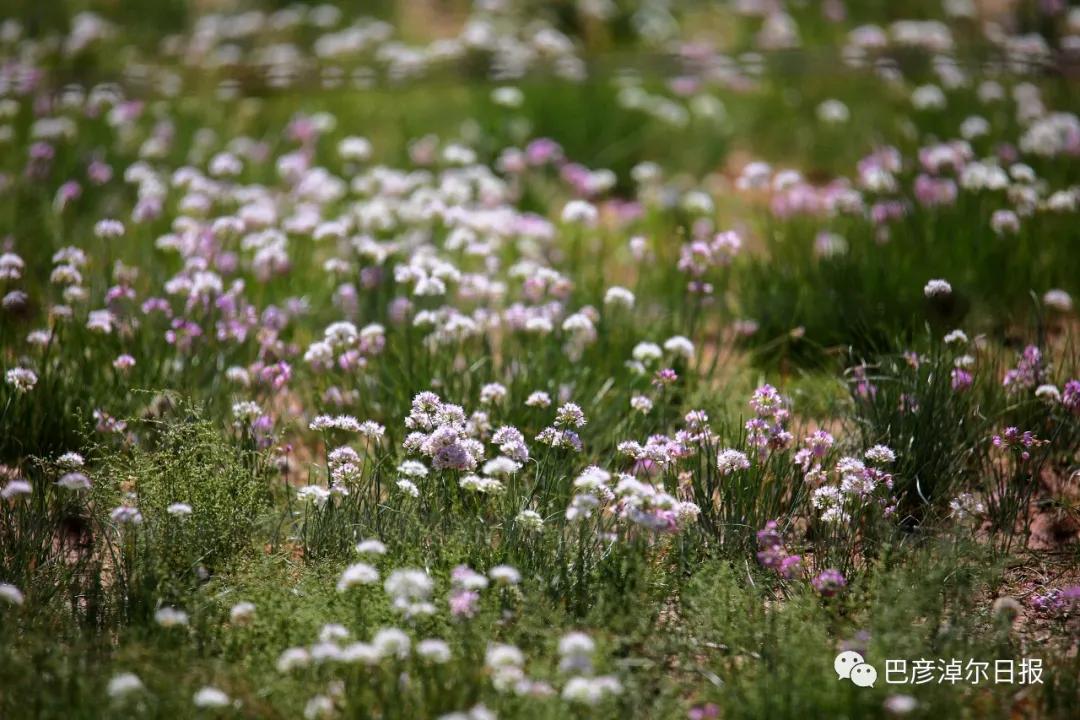 巴彦淖尔五一去处,巴彦淖尔市端午小长假适合去哪玩