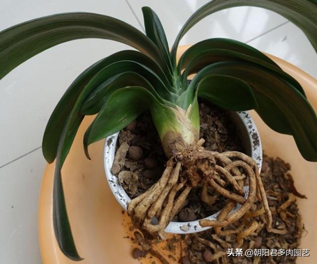 君子兰如何浇水才是最正确的,君子兰怎么浇水越长越好