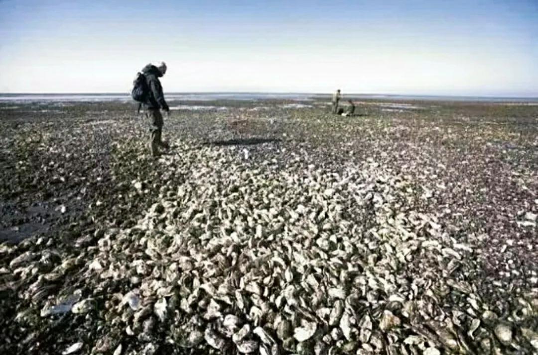 亚洲鲤鱼到底有多厉害,亚洲鲤鱼泛滥成灾的视频