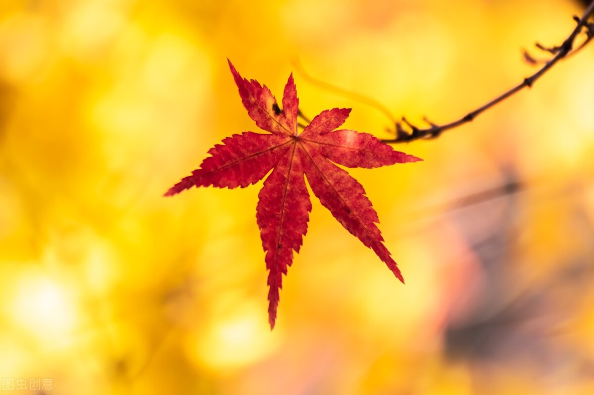院子里有一片空地适合种什么,院子里有块空地种什么菜