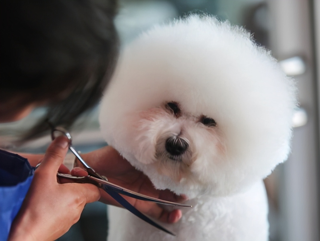 中老年人养狗有什么优点和缺点,最好养的五种小型宠物狗