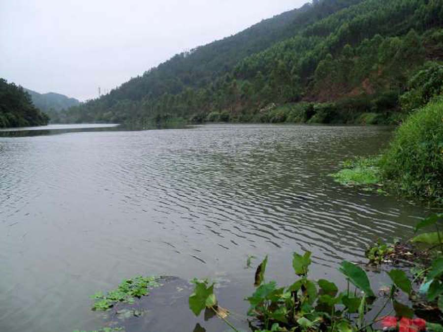 海竿钓不到鲤鱼怎么回事,海竿钓不到鲢鳙是什么原因