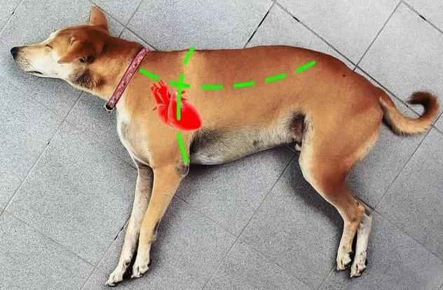 居家狗狗生活训练,日常护理狗狗皮肤不瘙痒